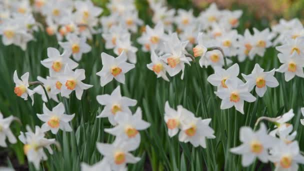 Fin Medow Med Narcissus Blommor Våren Video — Stockvideo