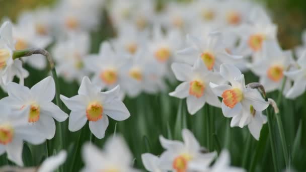 Mooie Weide Met Narcis Bloemen Het Voorjaar Video — Stockvideo