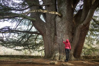 Kadın ve erkek yüzüncü yaş ağacıyla doğanın tadını çıkarıyorlar. Lübnan 'ın büyük sedir ağacı, Salamanca' nın Bejar kasabasında yer almaktadır..