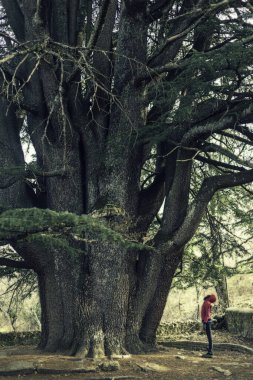 Kadın ve erkek yüzüncü yaş ağacıyla doğanın tadını çıkarıyorlar. Lübnan 'ın büyük sedir ağacı, Salamanca' nın Bejar kasabasında yer almaktadır..