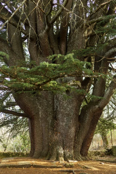 Cedrus Libani Great Cedar Lebanon Centenary Tree Located Town Bejar — Stock Photo, Image