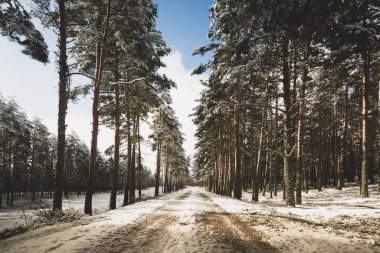 Ormanda karlı bir yol. Sierra de Guadarrama Ulusal Parkı, Segovia ve Madrid.
