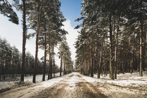 Ormanda karlı bir yol. Sierra de Guadarrama Ulusal Parkı, Segovia ve Madrid.