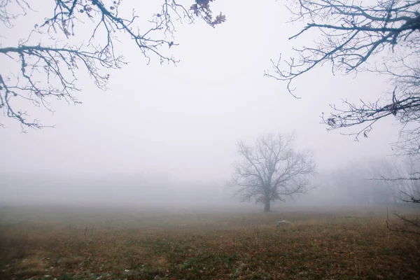 Einsamer Baum Winter Kalter Und Nebliger Tag Das Hotel Liegt — Stockfoto