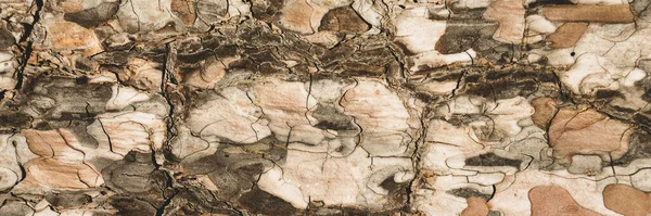 Corteza Árbol Orgánica Tonos Cálidos Fondo Abstracto Aislado Imagen Con — Foto de Stock