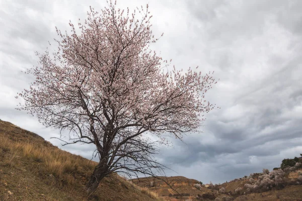 Samotářský Mandlový Strom Květu Izolovaný Strom Začátek Jara — Stock fotografie