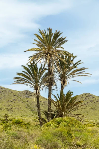 Cartagena, Murcia 'daki Calblanque Doğal Parkı' nda palmiye ağaçları. Kıyı şeridindeki vahşi doğa manzarası
