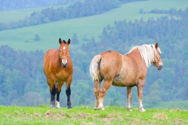 mera üzerinde atlar