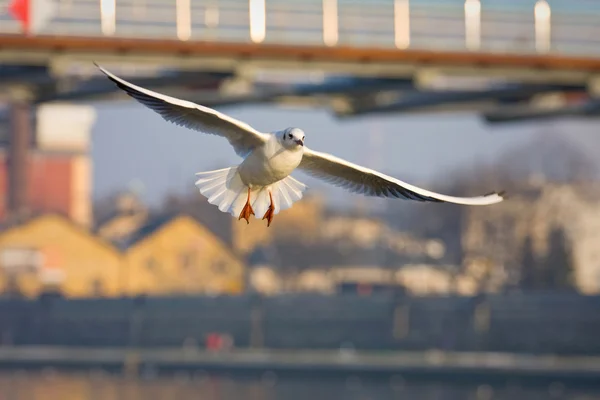 Flying seagull in action — Stock Photo, Image
