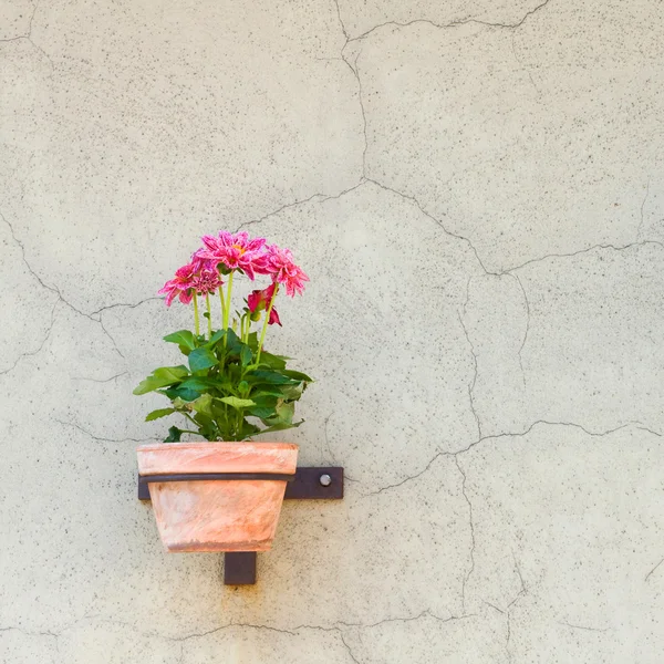 Flowers in flowerpot on wall — Stock Photo, Image