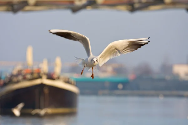 Flying seagull in action — Stock Photo, Image
