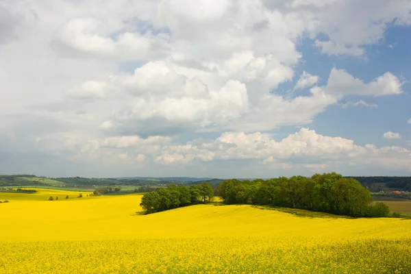 Barevné kvetoucí pole řepky s krásnou oblohu — Stock fotografie