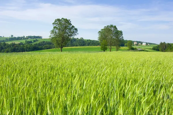 Mattina presto sui campi di grano — Foto Stock