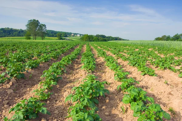 Пейзаж с картофельным полем и голубым небом — стоковое фото