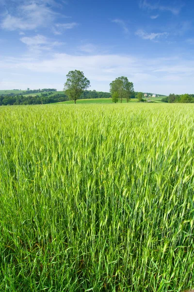 Frühmorgens über den Getreidefeldern — Stockfoto
