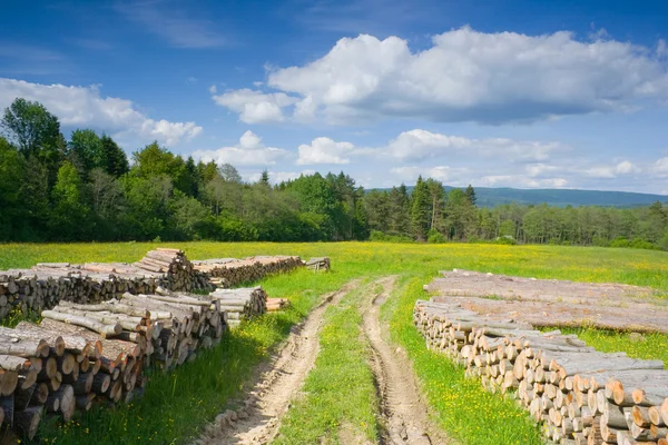 Gran timmer loggning i skogen, Polen — Stockfoto