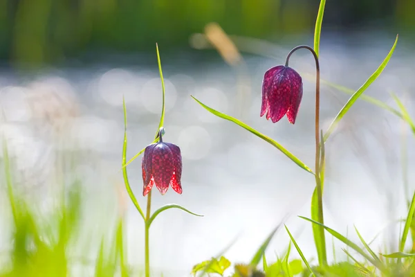 Fritillary cabeza de serpiente — Foto de Stock