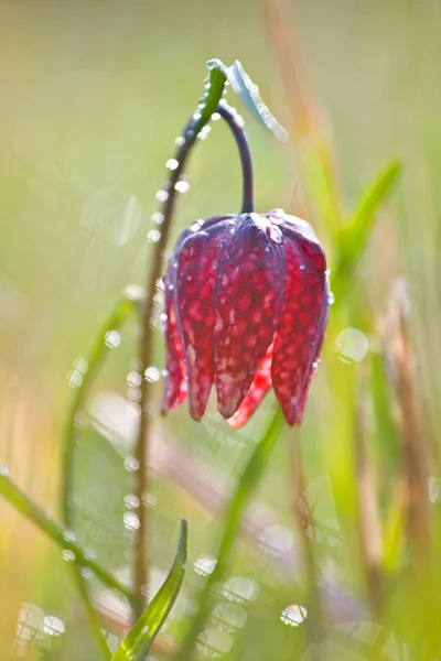 Fritillary cabeza de serpiente — Foto de Stock