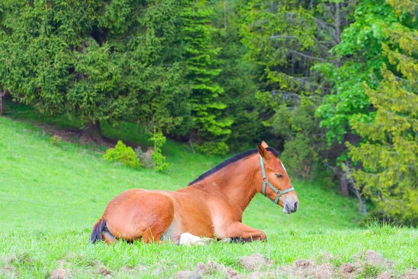 Pferdeporträt auf der Weide — Stockfoto