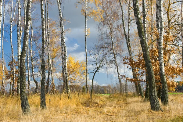 Осенний сельскохозяйственный ландшафт — стоковое фото