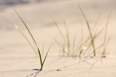 Dune batımında sahilde