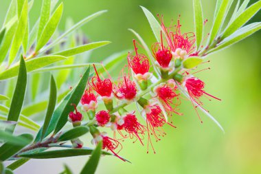 Kırmızı çiçek çiçek, banksia, proteaceae