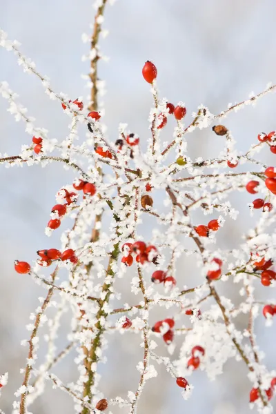 Hoarfrost yapraklarda — Stok fotoğraf