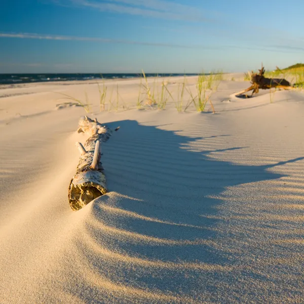 Dune на пляжі на заході сонця — стокове фото