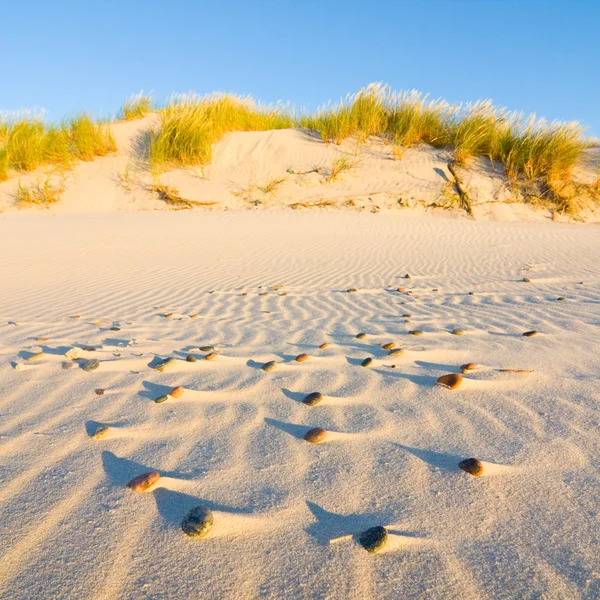 Dune на пляжі на заході сонця — стокове фото