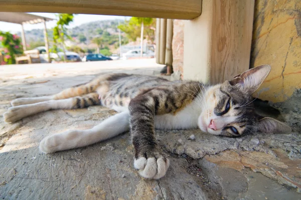 Cat lying in the street — Stock Photo, Image