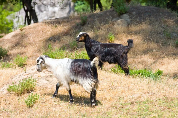 Ziegen im wilden türkischen Tal — Stockfoto