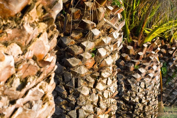 Фон ствола пальмы — стоковое фото