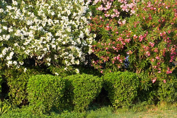 Żywopłotu krzewów z ściółkę i trawa w wzór zakrzywione — Zdjęcie stockowe