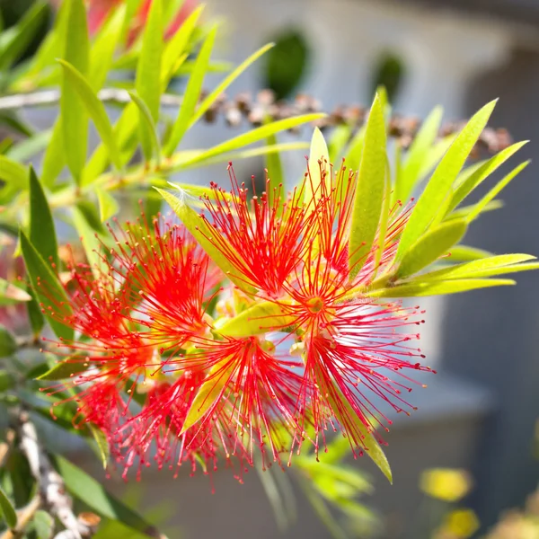 Flor roja, Banksia, Proteaceae — Foto de Stock