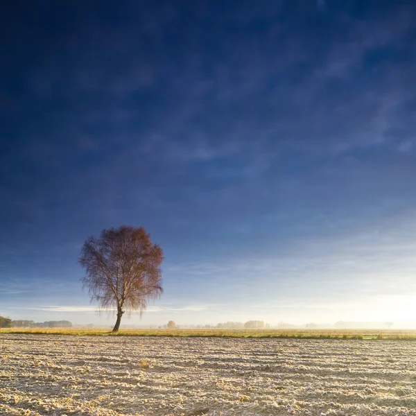 Solitary tree in golden sunrise — Stock Photo, Image