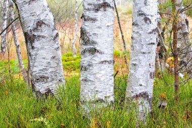 Natural background - a autumn birchwood clipart