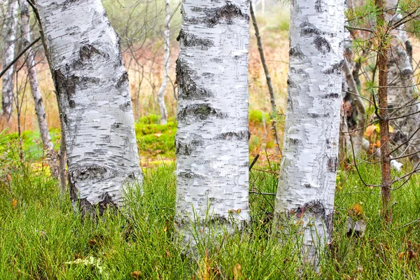 Natuurlijke achtergrond - een herfst birchwood — Stockfoto