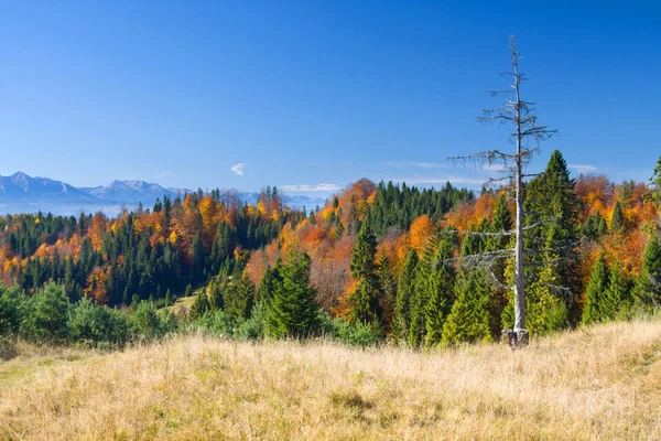 The mountain autumn landscape with colorful forest — Stock Photo, Image