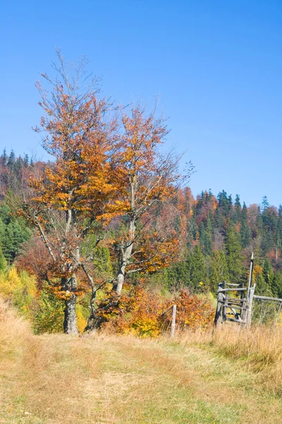 Dağların sonbahar manzarası renkli ormanlarla dolu. — Stok fotoğraf