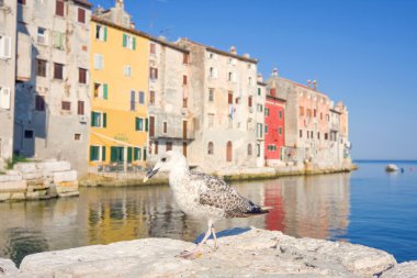 martı bir arka planda eski binalar, rovinj, Hırvatistan
