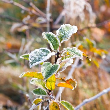 hoarfrost yapraklarda