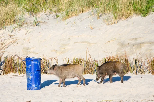 Sahilde, Polonya domuzu yalvarıyor — Stok fotoğraf
