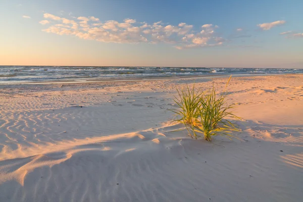 Dune на пляжі на заході сонця — стокове фото