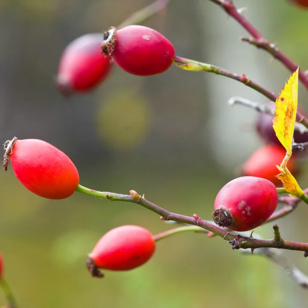 Rosier Branche d'un rosier à fruits mûrs — Photo