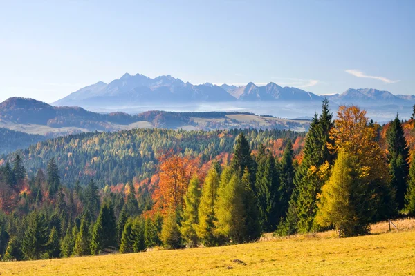 The mountain autumn landscape with colorful forest — Stock Photo, Image