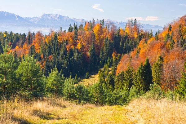 The mountain autumn landscape with colorful forest — Stock Photo, Image