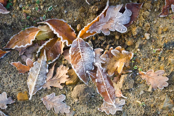 Raureif auf Blättern — Stockfoto