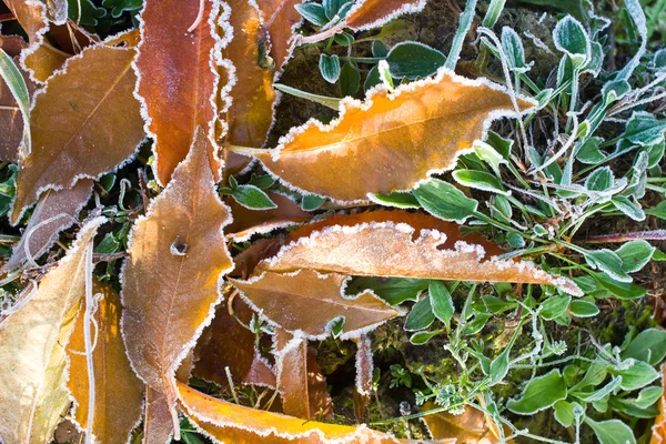 Raureif auf Blättern — Stockfoto