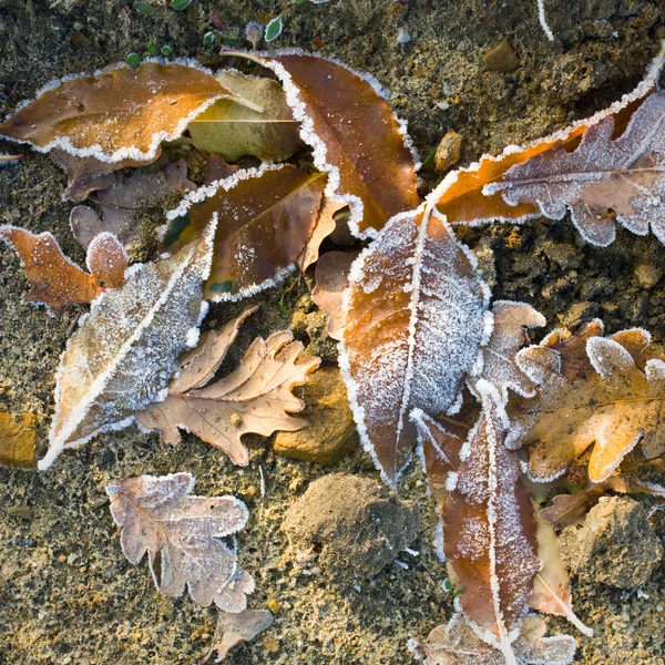 Raureif auf Blättern — Stockfoto