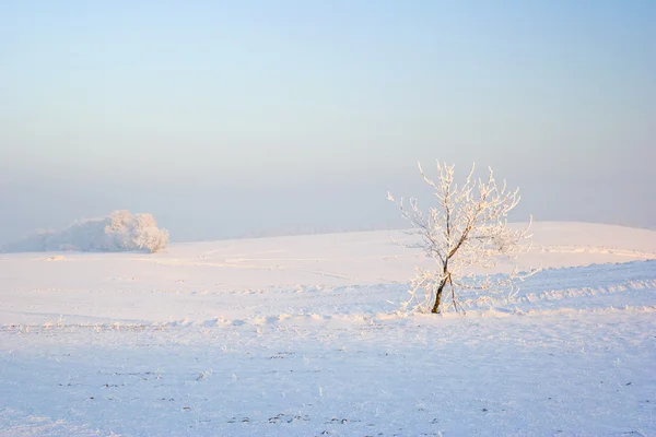 Gelo invernale nella foresta selvaggia. Natura selvaggia profonda — Foto Stock